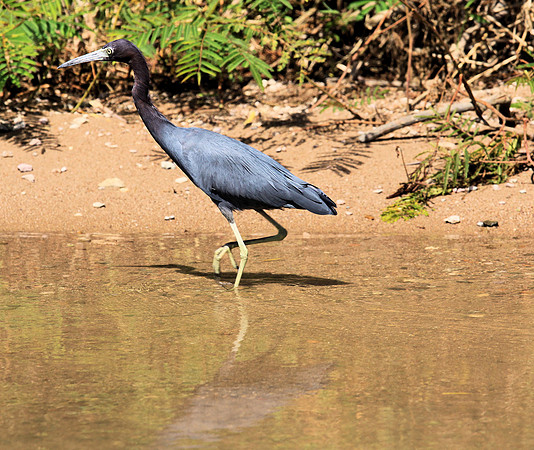 Little Blue Heron