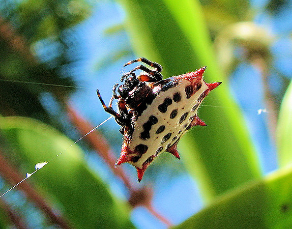 Spiny Orbweaver