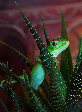Iguana and Succulent