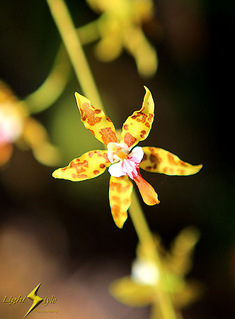 Yellow orchid