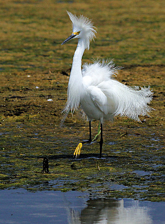 Snowy Egret