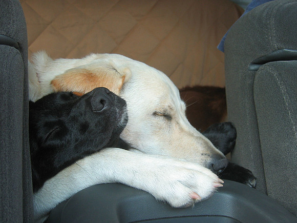Furry Friends Forever
