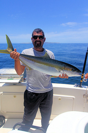 Yellow Tail - Bobby