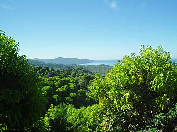 Mango orchard - 10acres