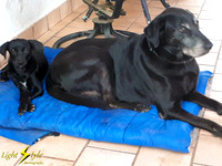 Chevy Sharing His Bed