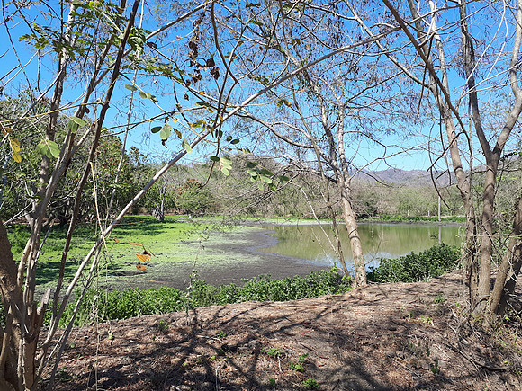 Well established pond - on adjacent property