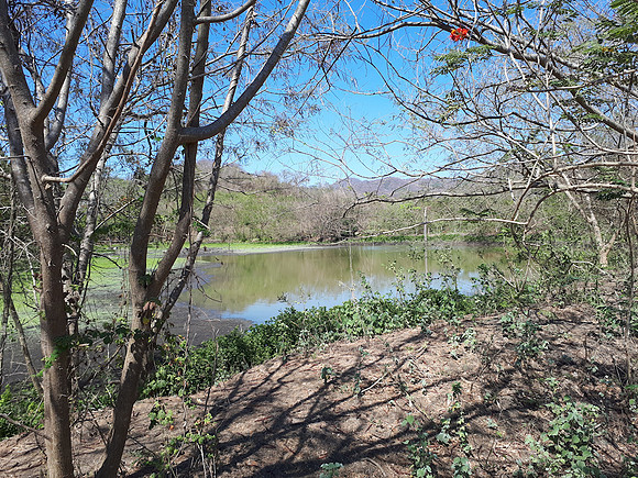 Well established pond - on adjacent property