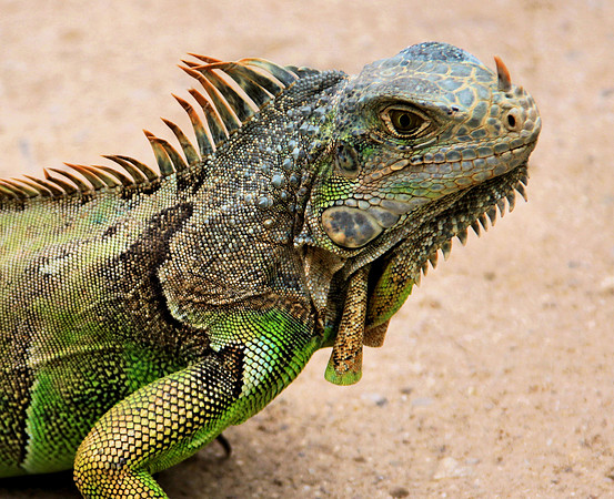 Green Iguana