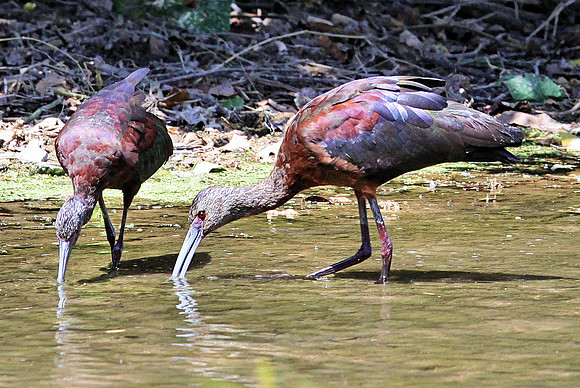 White Faced Ibis