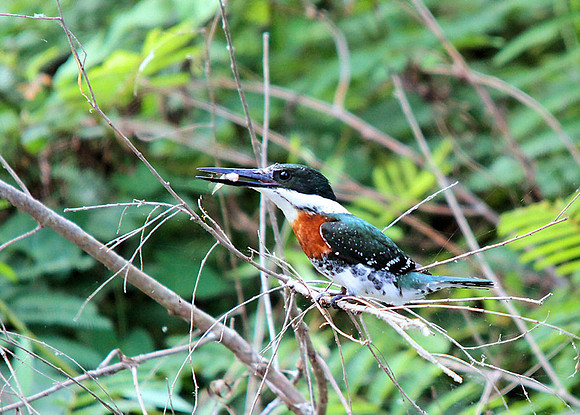 Green Kingfisher