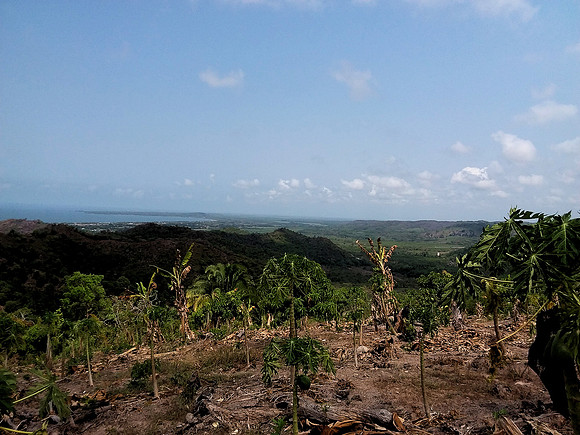 Mango orchard - 10acres