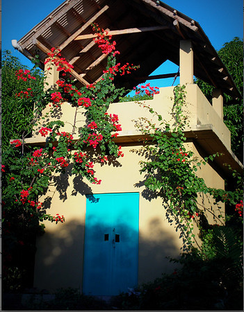 Mango orchard - 10acres