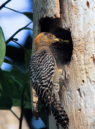 Golden-cheeked Woodpecker (female)