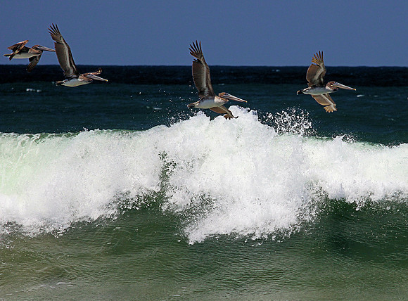 Pelicans in a Glide