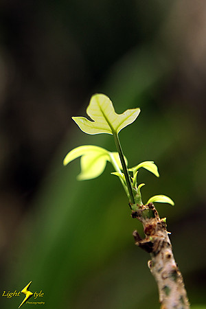 adj_9828_Sprout glowing in sun_fb