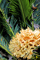 adj_0707_Palm with cauliflower center_fb