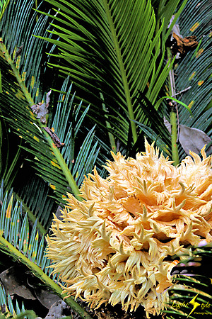 adj_0707_Palm with cauliflower center_fb