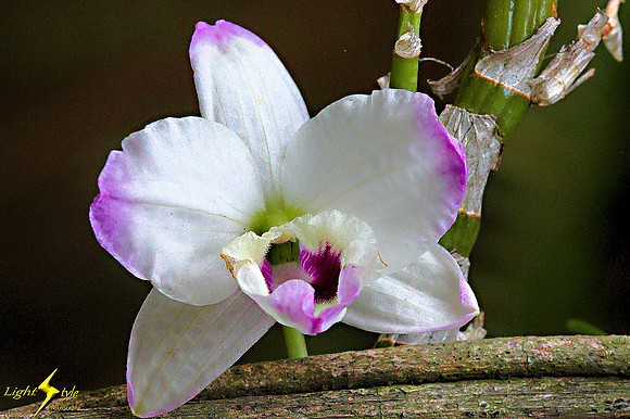 adj_0630_White-purple orchid_zoomed_fb