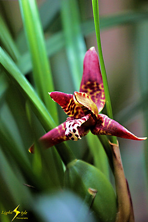 adj_0661_Purple mottled orchid_fb