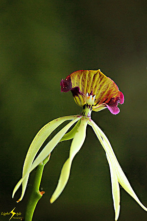 adj_0626_Tiny Purple-yellow orchid_fb
