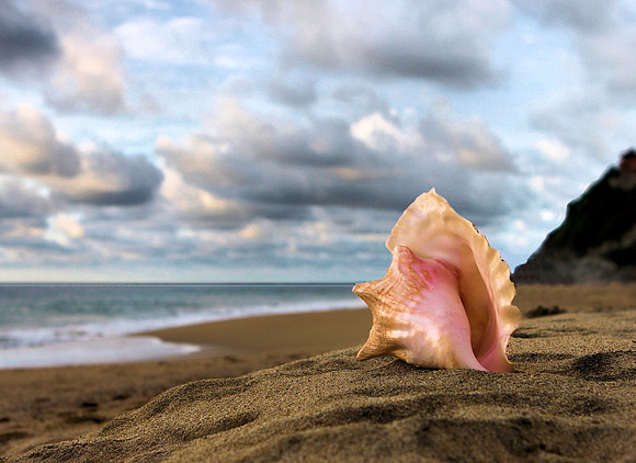 Reclining Shell