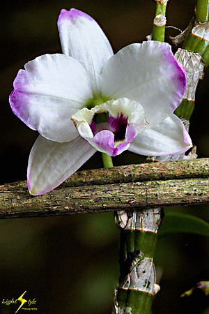 adj_0631_White-purple orchid_zoomed_fb