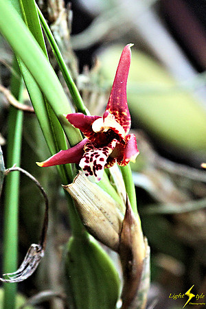 adj_0619_Tiny white-purple orchid_fb