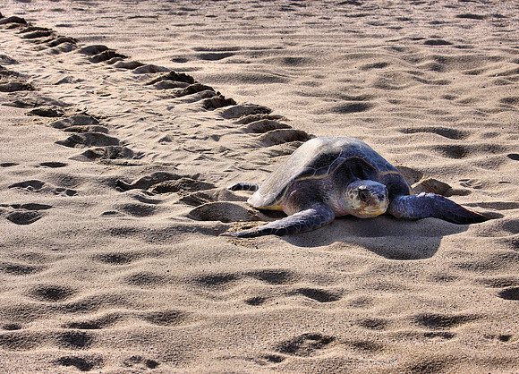 A Turtle's Path