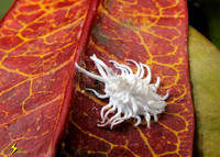 Mealybug Destroyer Beetle Larva