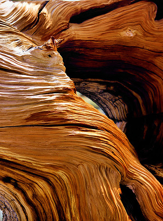 Aged Bristlecone