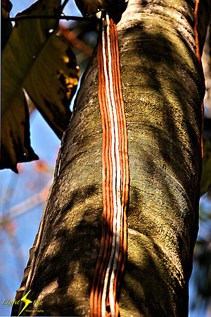 adj_9888_Raceway of colored vines_fb