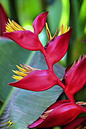 adj_Heliconia_zoomed_1688
