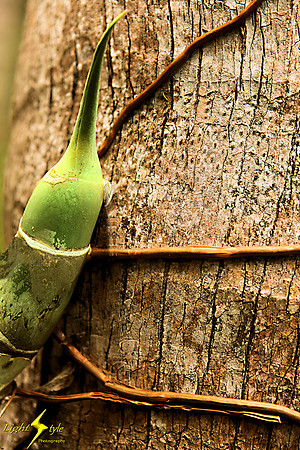 adj_9813_Plant tentacles on tree_fb