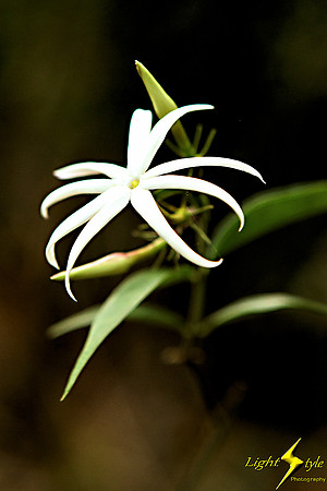 adj_9738_White star-like flower_zoomed_fb