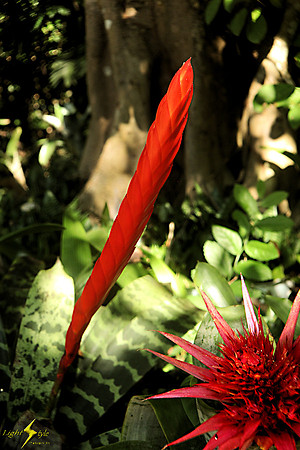 adj_9437_Red spike and bromeliad
