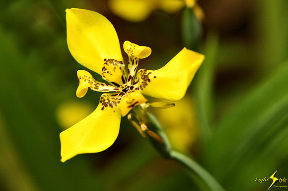 adj_9712_Small yellow orchid_fb