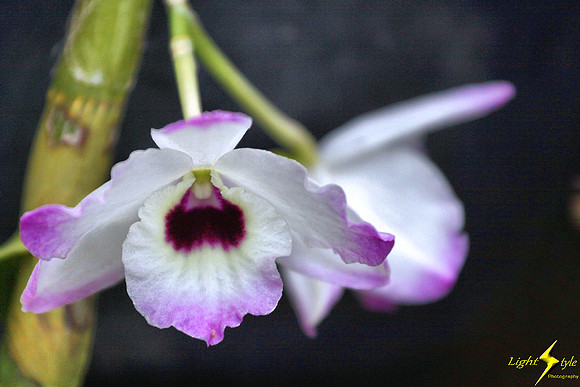 adj_0589_White-purple orchid_fb