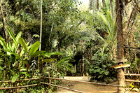 Jungle Flora
