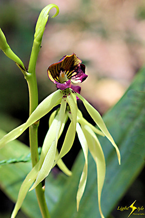 adj_0828_Tiny yellow-purple orchid zoomed_fb