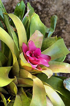 adj_0854_Bromeliad_fb