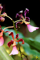 adj_0653_Purplish orchid_fb