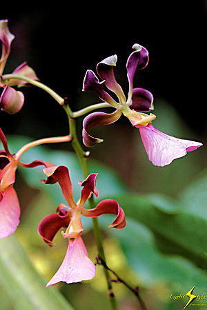adj_0653_Purplish orchid_fb