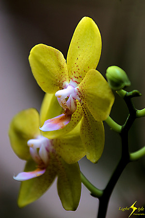 adj_0673_Yellow mottled red orchid_profile_fb