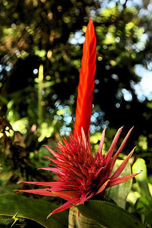 adj_9439_Red spike and bromeliad