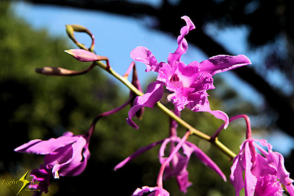 adj_9430_tiny purple orchid