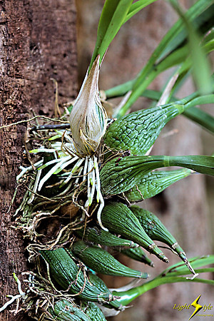 adj_0685_Orchid pods on tree_fb