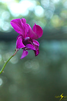 adj_9460_Purple orchid