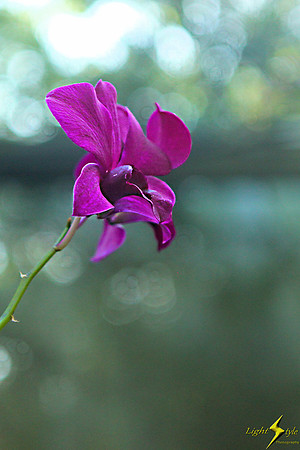 adj_9460_Purple orchid