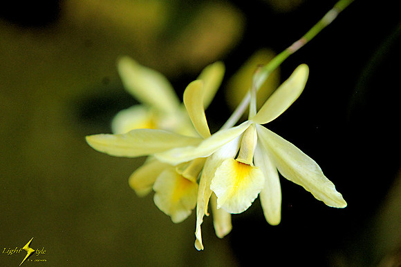 adj_9452_yellow orchid_zoomed