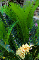 adj_0710_Palm with cauliflower center_fb